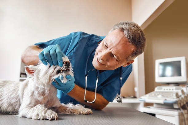 Best Emergency Dental Care for Broken or Chipped Teeth in Victorville, CA